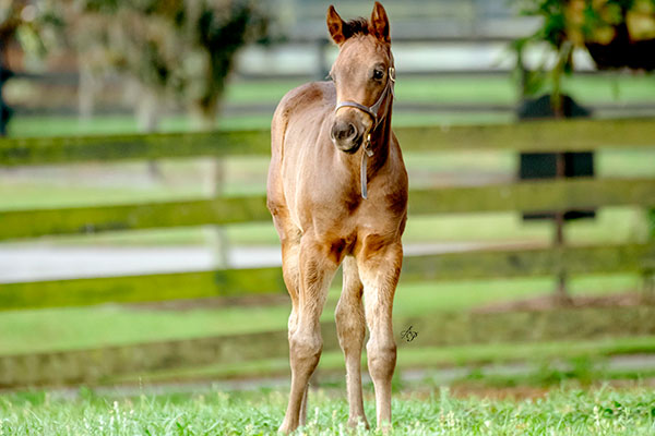 foal in front of fence