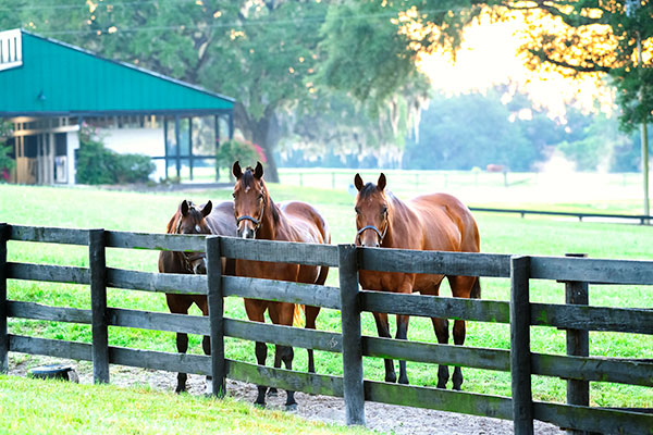 three horses behind fence