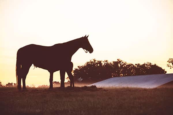 horse on a farm silouette