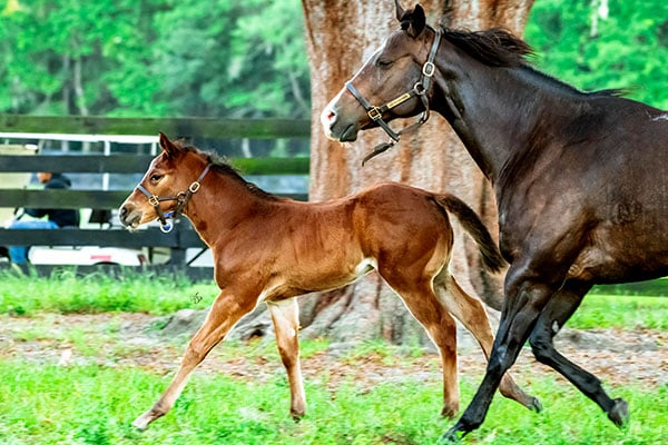 Mare and foal running together