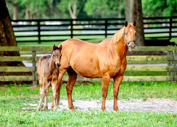 Mare and foal standing side by side